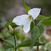 Mother Trillium by pdulis