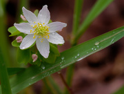 14th May 2020 - rue anemone 
