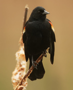 14th May 2020 - red-winged blackbird