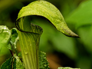 14th May 2020 - jack in the pulpit