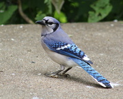 12th May 2020 - Brave Blue Jay