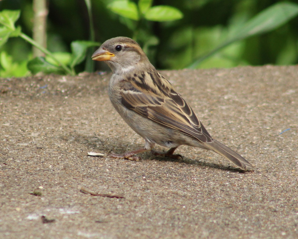 Young Female House Sparrow by cjwhite