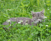 13th May 2020 - Tiny In Clover