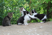 14th May 2020 - The Kitten Club