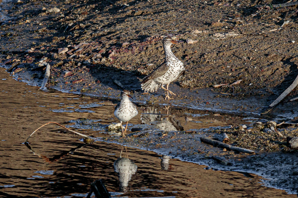 Spotted sandpipers by lindasees