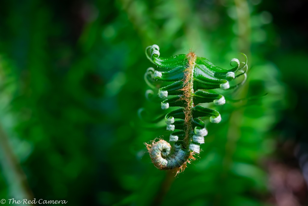 Fern Tip by theredcamera