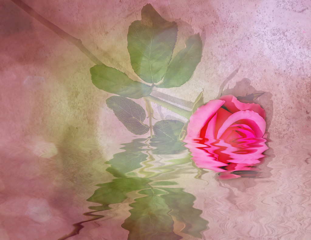 Rose in water by ludwigsdiana