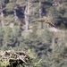 Osprey Watch by jamibann