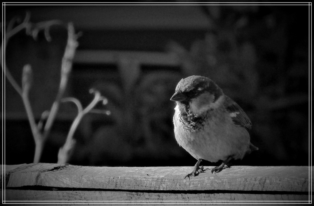 I am only a poor little sparrow by beryl
