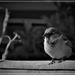 I am only a poor little sparrow by beryl