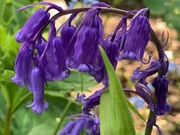 14th May 2020 - Bluebells