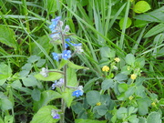 7th May 2020 - Forget me not and Hop Trefoil