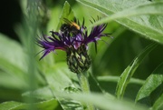 13th May 2020 - Bee on knapweed