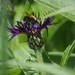 Bee on knapweed by 365projectmaxine
