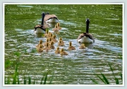 15th May 2020 - Taking The Creche For A Swim