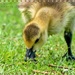 Gosling Feeding by carolmw