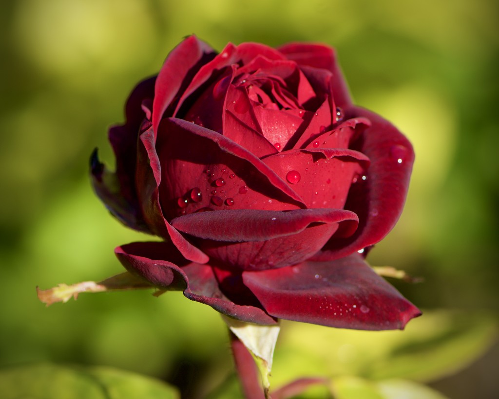 A Rose Is A Thing Of Beauty DSC_1962 by merrelyn