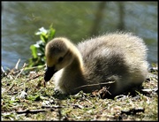 15th May 2020 - RK3_5622 Little gosling