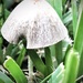 Mushroom Magic by kaylynn2150