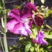 Clematis and Sweet Peas by mattjcuk