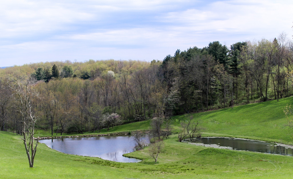 Spring scene by mittens