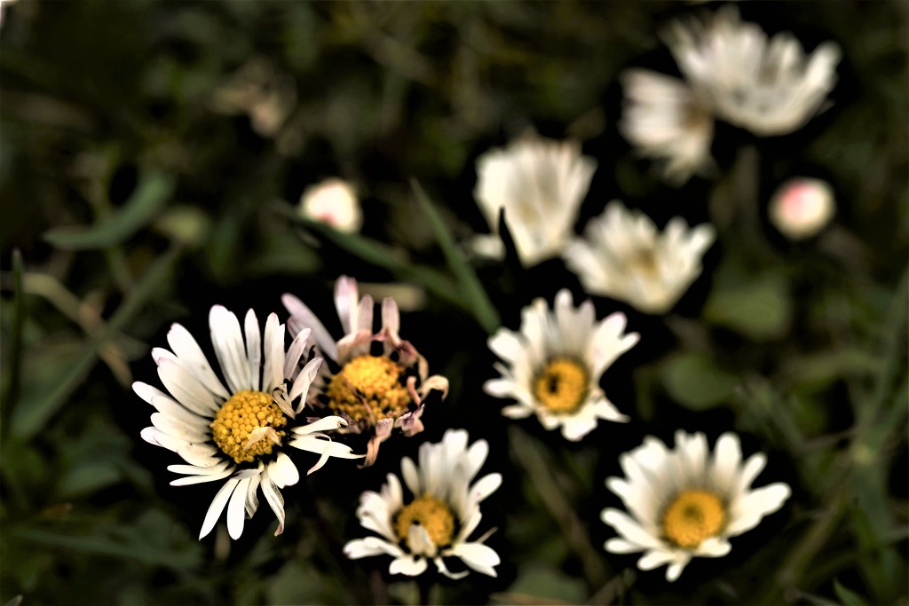 daisy focus by christophercox