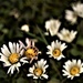 daisy focus by christophercox