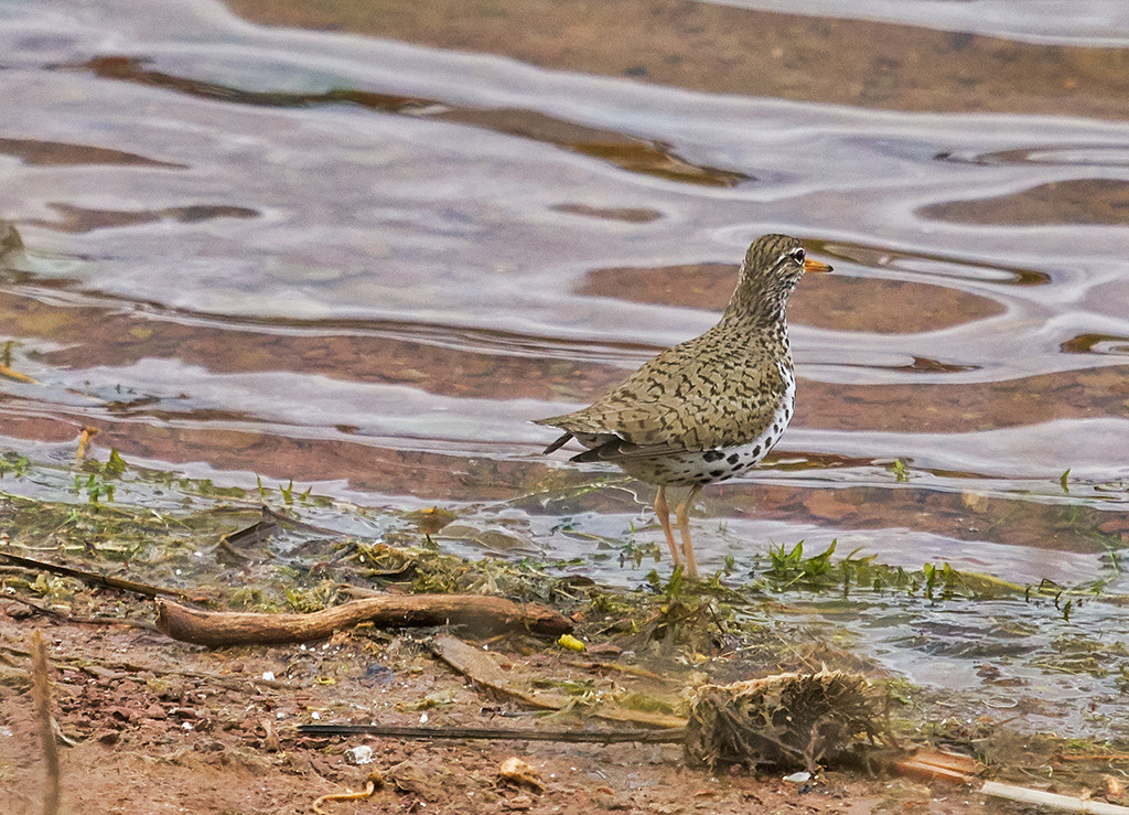 Spotted Sandpiper by gardencat
