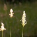 Grasses - from my country life by marlboromaam