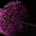 Allium by 30pics4jackiesdiamond