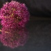 Allium halfy by 30pics4jackiesdiamond