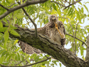 15th May 2020 - Red Shouldered Hawk (teenager)