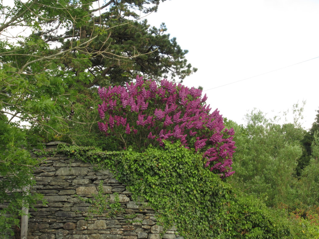 lilac above 'my' wall by anniesue
