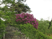 15th May 2020 - lilac above 'my' wall