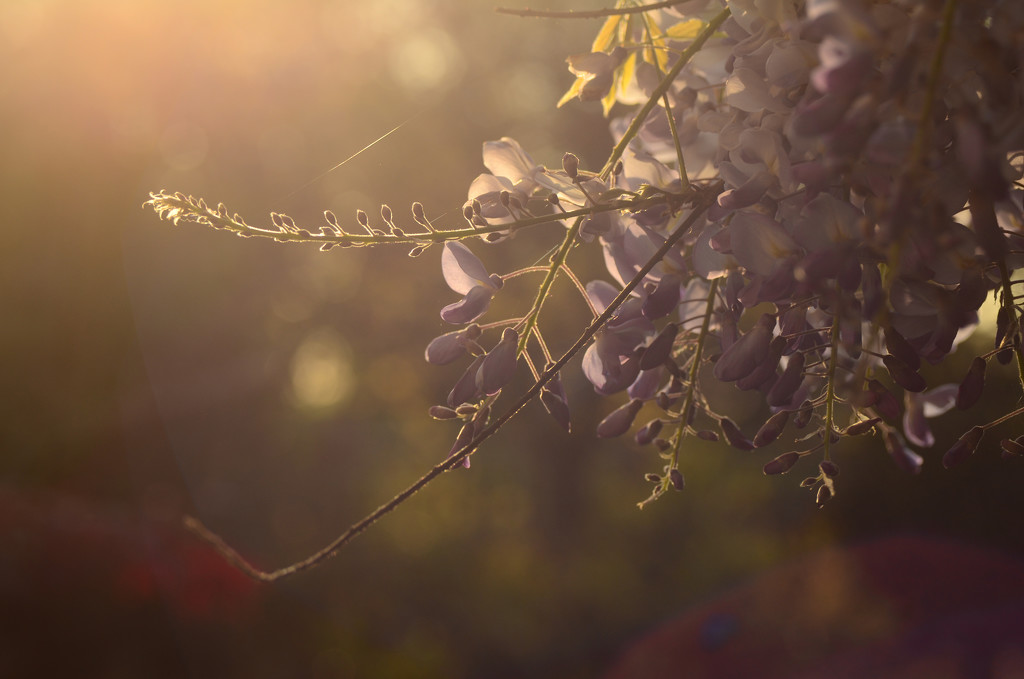 The last of the Wisteria by fbailey