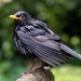 DAMP BLACKBIRD by markp