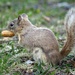 Gray Squirrel   by radiogirl