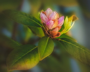 15th May 2020 - buds are opening