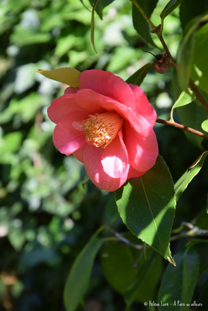 Camellia by parisouailleurs