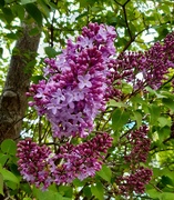 15th May 2020 - Loving lilac