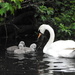 Swan and Cygnets by oldjosh