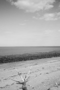 15th May 2020 - Driftwood on the shore ~ b&w