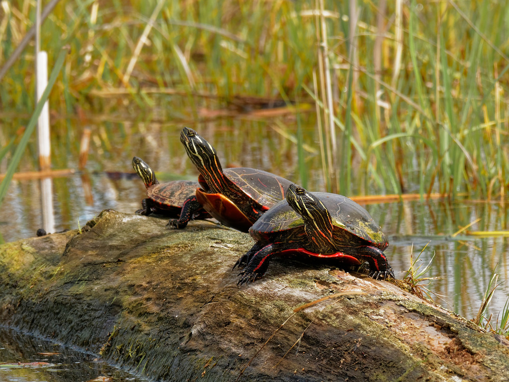 Three Painted Turtles on a Log by rminer