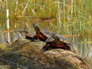 15th May 2020 - Three Painted Turtles on a Log