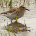 Least Sandpiper by rminer
