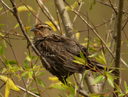 15th May 2020 - Female red-winged blackbird