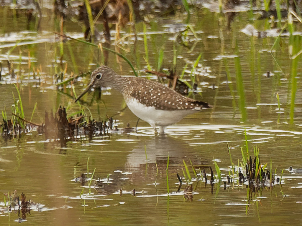 Solitary Sandpiper by rminer