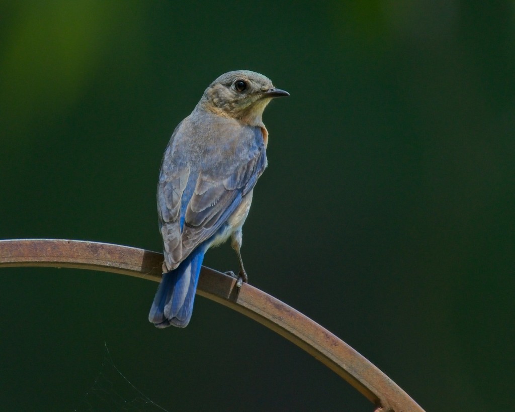 LHG-5731-Female Bluebird by rontu