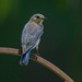 LHG-5731-Female Bluebird by rontu