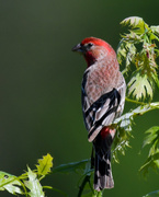 7th May 2020 - Male Finch